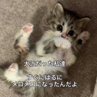 足元に戯れる子猫