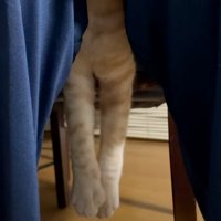 宙に浮く猫