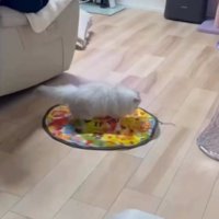 自動猫じゃらしに乗るミヌエット