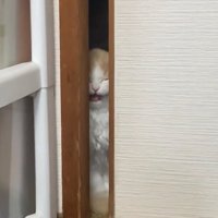 目を閉じて口を開いている猫