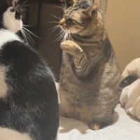 右手を振り上げる猫