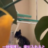 部屋の隅で泣いている子猫