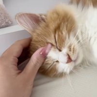 頭をなでられているマンチカン