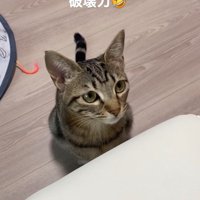 戸惑う猫