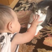 猫にパーになった手を差し出す赤ちゃん