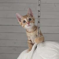 鎖のついたかごの上に登っている子猫の様子