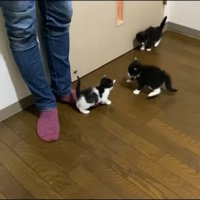 やんのかポーズ