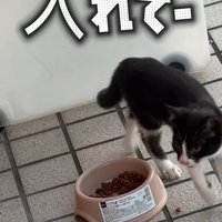 歩く子猫