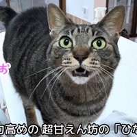 テロップ「女子力高めの～」