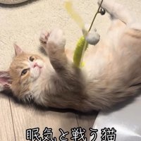 遊んでいる猫