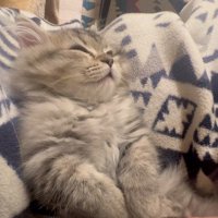 人にマッサージされている猫