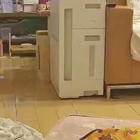 キッチンにいる猫たち