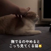 頭をなでられる猫