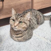 香箱座りをして飼い主を見上げる猫