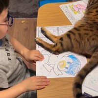 塗り絵をしている子どもと目の前で横になっている猫