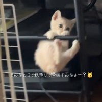 逆上がりする猫