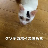 飼い主を見て鳴き声をあげる猫