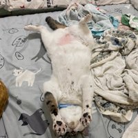 お腹を出して眠る猫