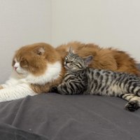 寄り添う成猫と子猫