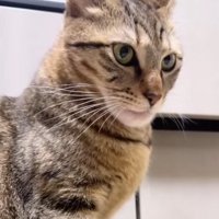 正面から猫を見た様子