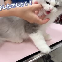 何かしたでしょ！！