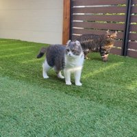 庭で遊ぶ猫