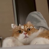 見つめてくる猫