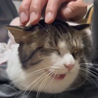撫でられて鳴いている猫