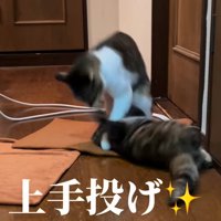 投げられる子猫