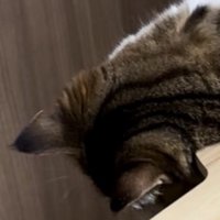 寝ているマンチカンの頭
