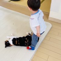 保護猫を助けようとする男の子