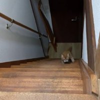 階段を登る猫