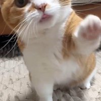 おかわりをしている猫