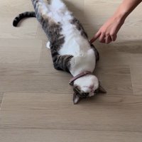 真っ直ぐな姿勢で寝そべる猫を指で押してみる家族