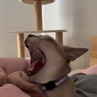 あくびをする猫