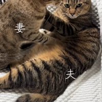 白いソファの上でキジトラのお腹をふみふみしている猫