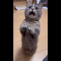 二足立ち