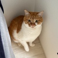 部屋の隅にいる猫