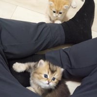 飼い主さんの膝にやってきた赤ちゃん猫たち