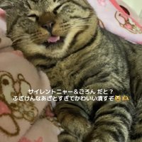 顔をカメラに向けて目を瞑ったまま口を開けている猫