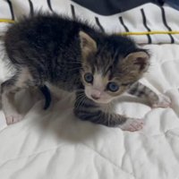 立っている子猫