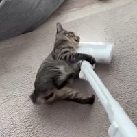 掃除機の頭に掴みかかる猫