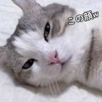 不機嫌そうに目を細める猫