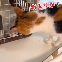 先住猫に見られる子猫