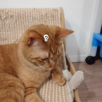 気づかない猫