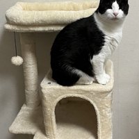 キャットタワーに座る猫