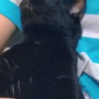 くつろいでいる黒猫