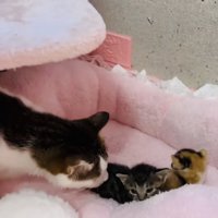 子猫の匂いを嗅ぐ保護猫
