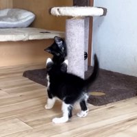 爪とぎから子猫の様子見をする黒猫