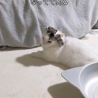 ひとりですわる猫